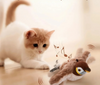 PurrPlay™ – Das interaktive Katzenspielzeug mit lebendigem Vogelgezwitscher