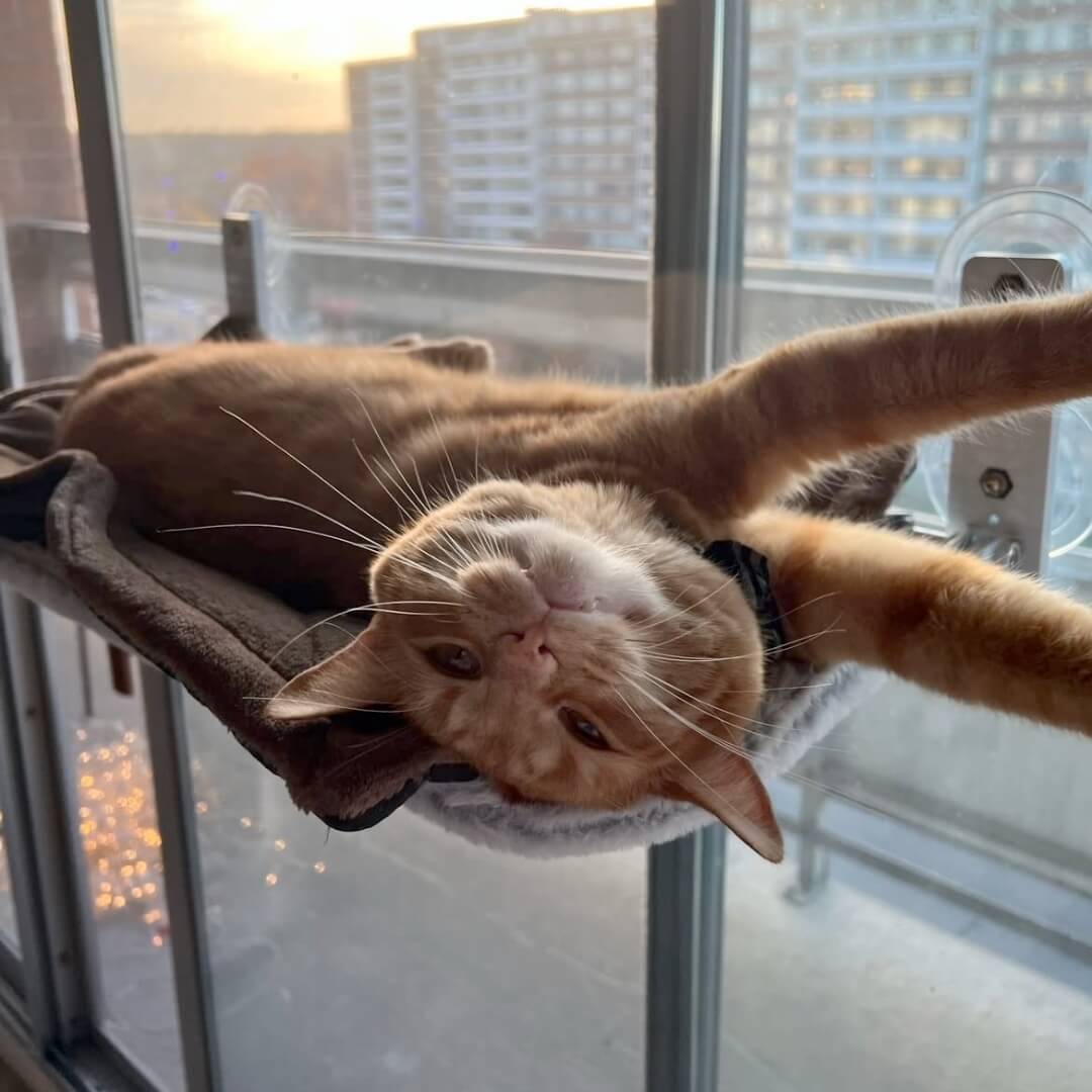 PurrRelax™ – Faltbare Katzen-Hängematte für Fenster & Heizkörper (Nur heute: 50 % RABATT!)
