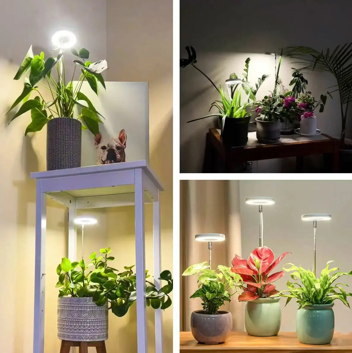 PlantLumen™ – Das Sonnenlicht für Zimmerpflanzen, auch ohne Fenster