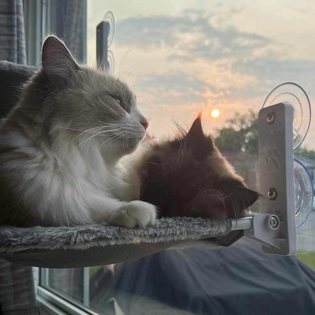 PurrRelax™ – Faltbare Katzen-Hängematte für Fenster & Heizkörper (Nur heute: 50 % RABATT!)